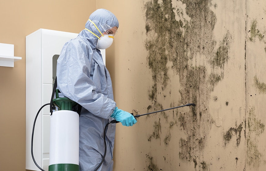 Mold Removal