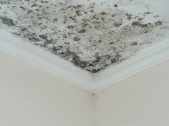 Understanding Mold Damage: Separating Fact from Fiction